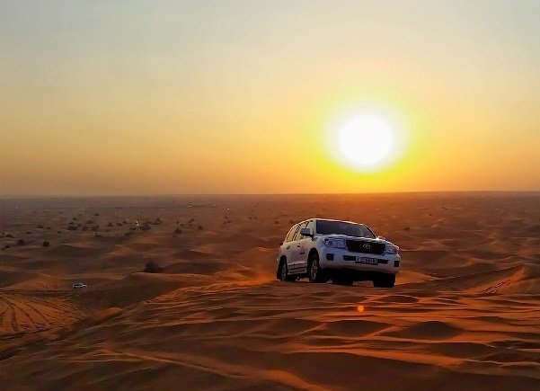 Evening Safari